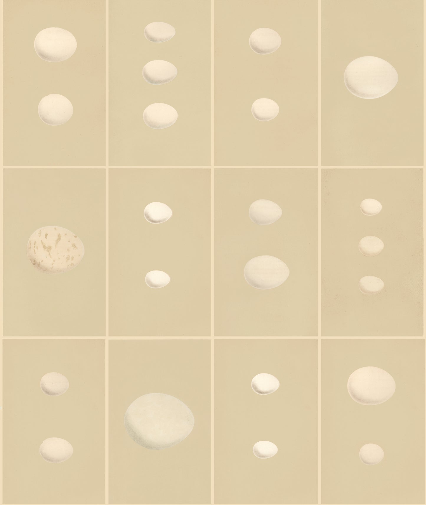 EGGS, by John Derian