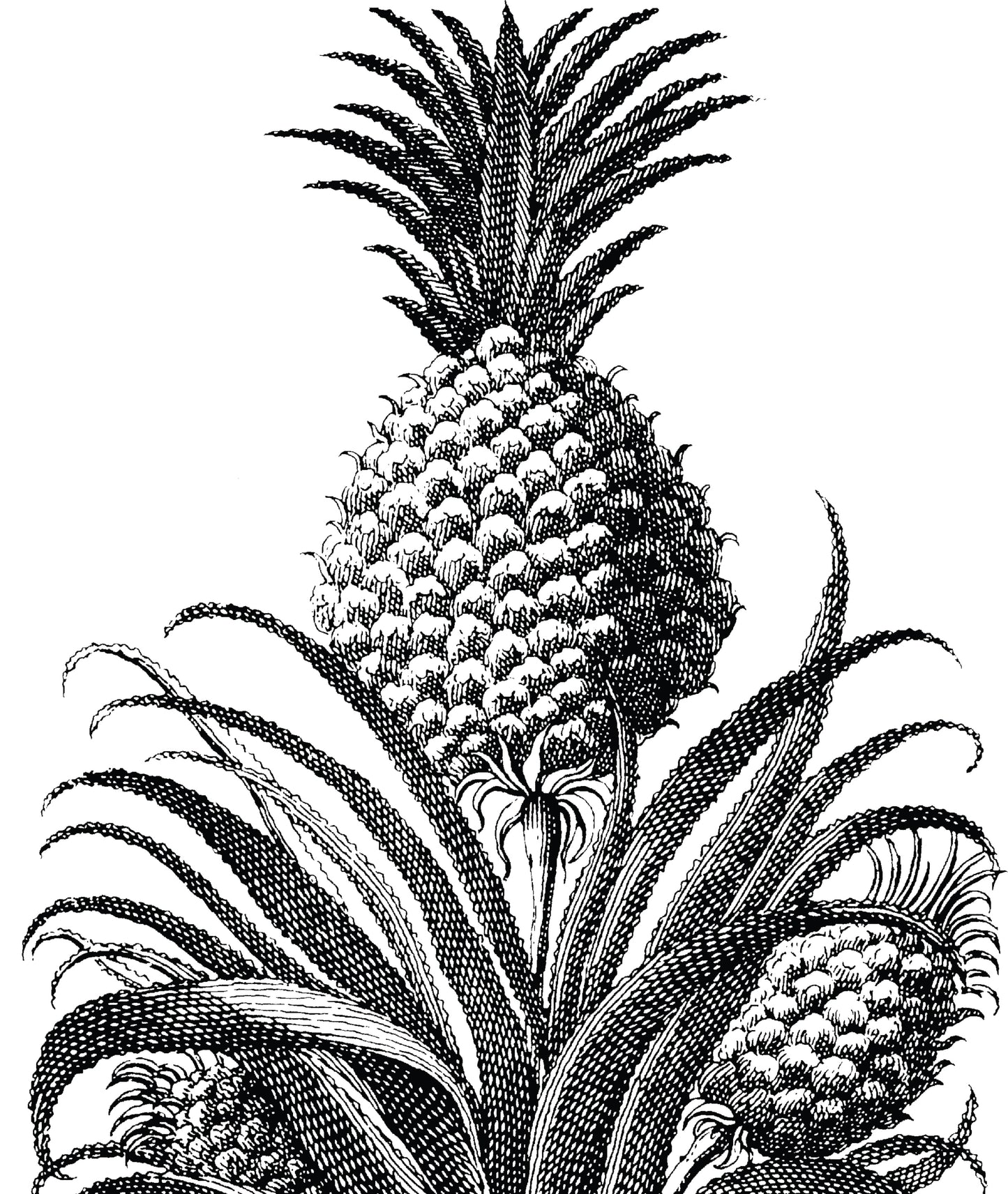 PETITE PINEAPPLE