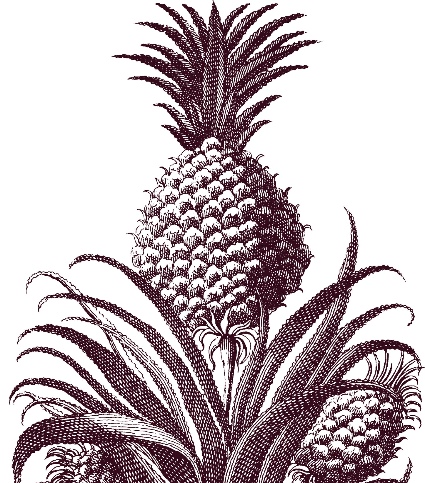 PINEAPPLE