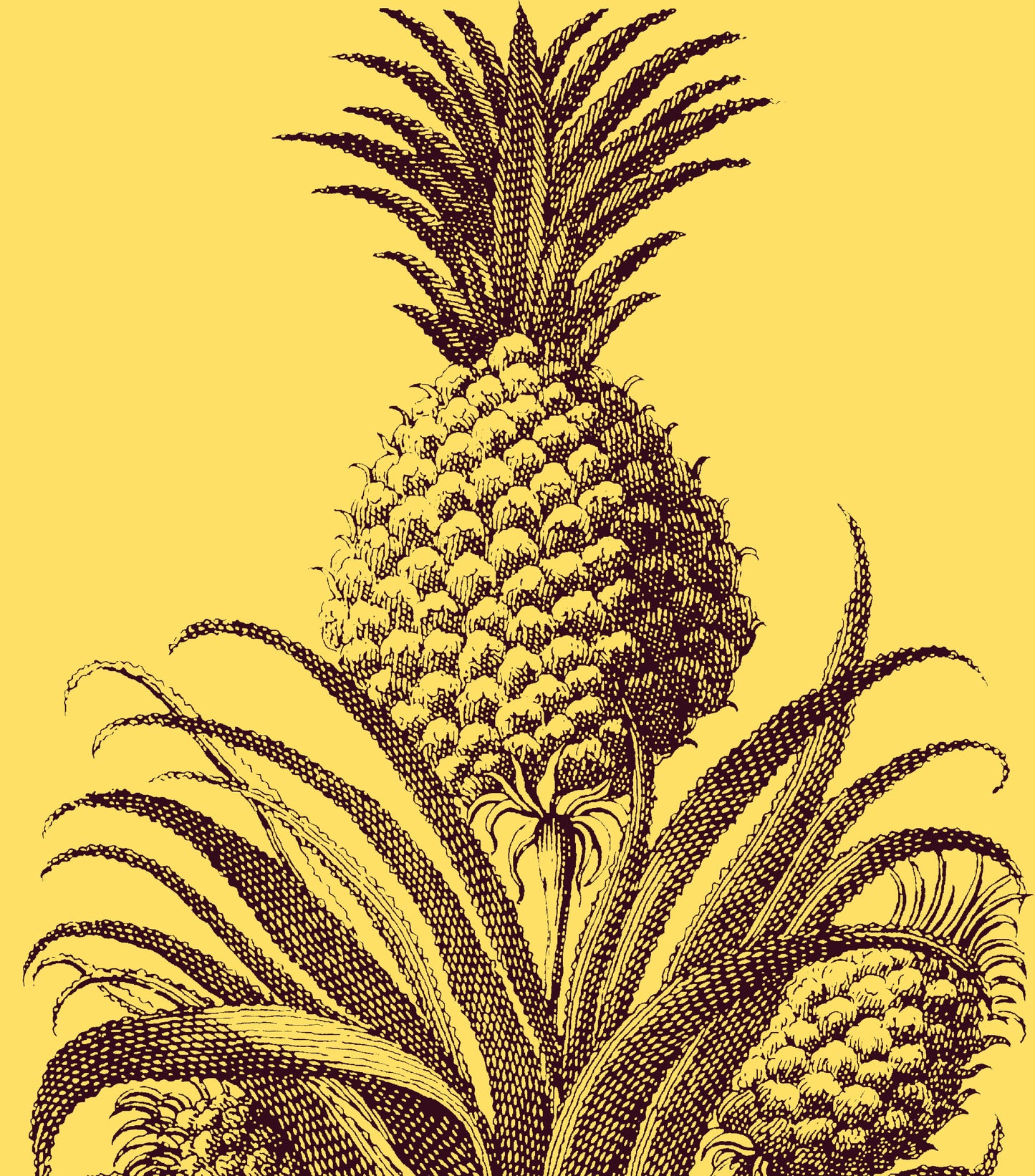 PINEAPPLE