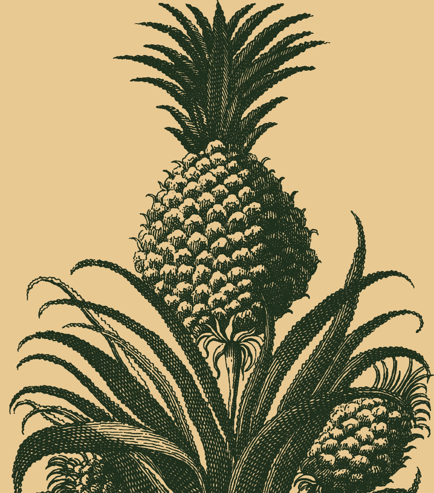 PINEAPPLE