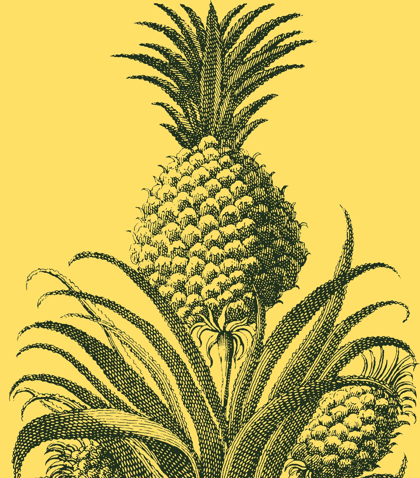 PINEAPPLE