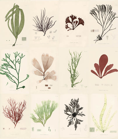 SEA PLANTS, by John Derian