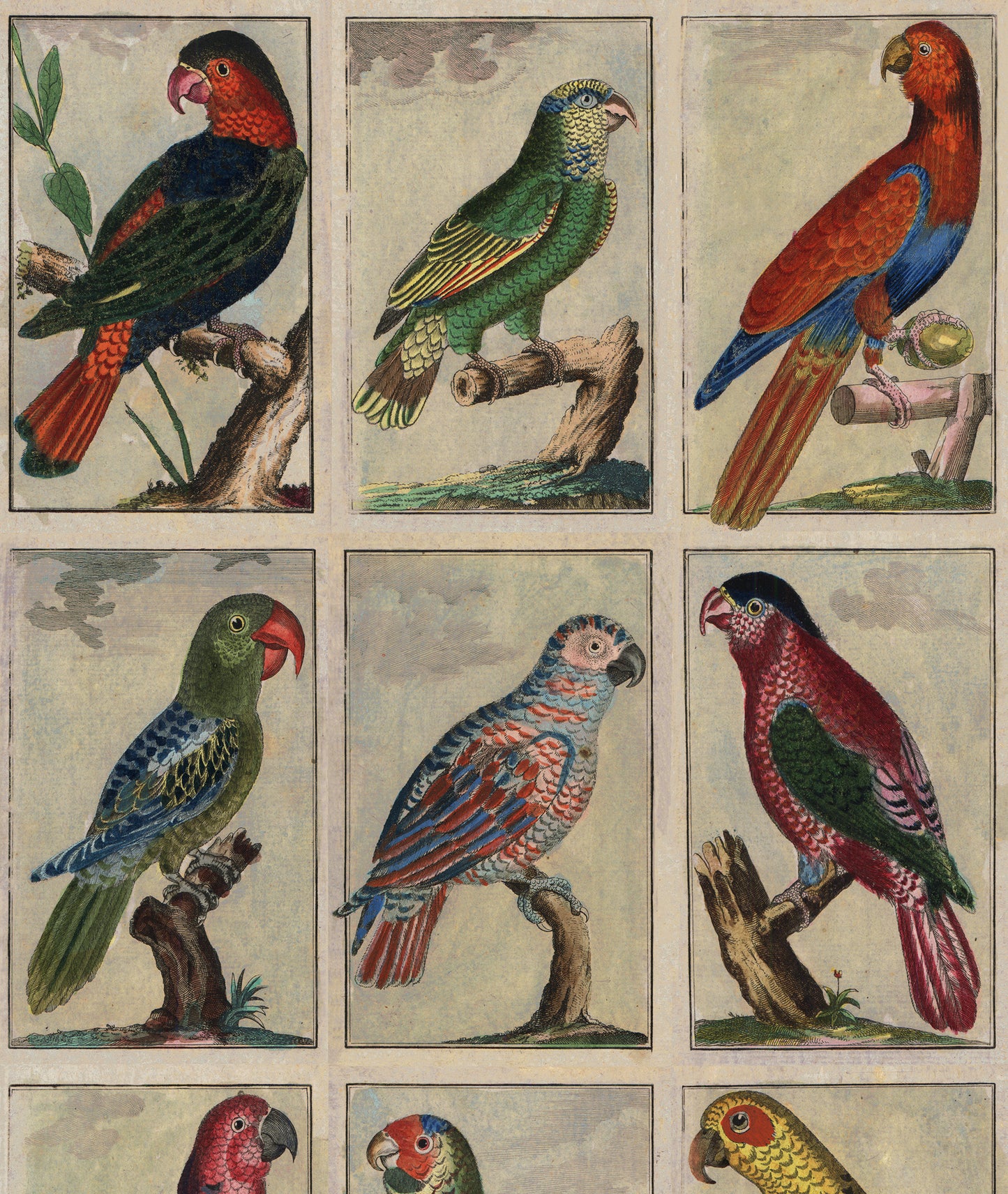 TROPICAL BIRDS, by John Derian