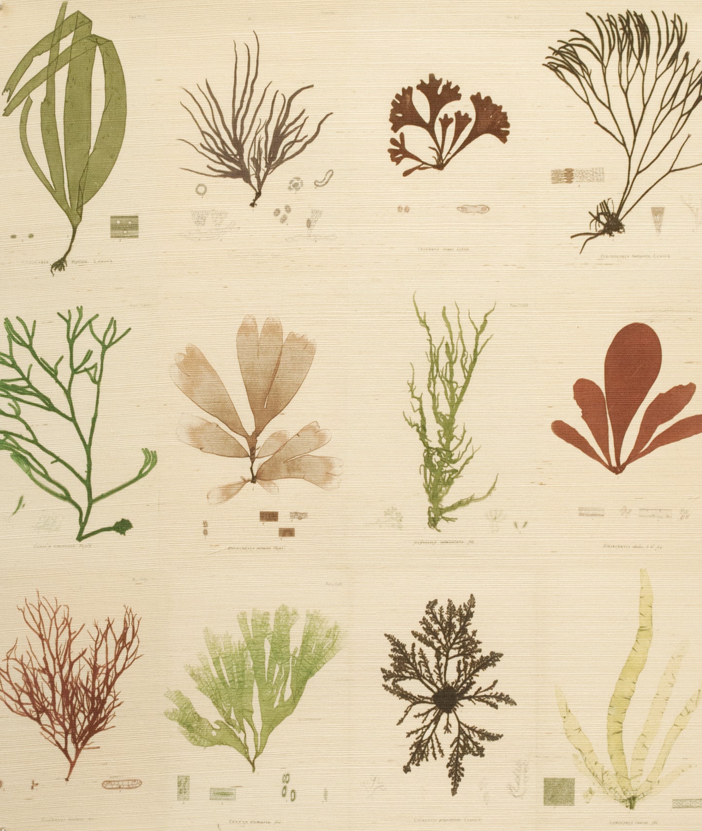 SEA PLANTS, by John Derian