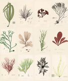 SEA PLANTS, by John Derian