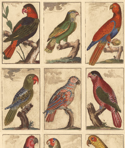 TROPICAL BIRDS, by John Derian
